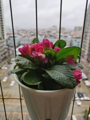 와이어 크기 2.5mm 3.0mm 3.5mm 보이지 않는 그릴 액세서리 보이지 않는 그릴 꽃 냄비